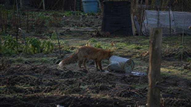 A fox investigating a tipped bucket in an allotment at dusk.