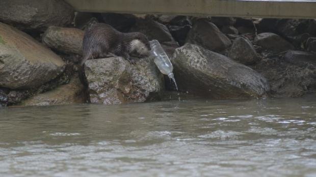 An otter tipping a plastic bottle on a rocky riverbank.